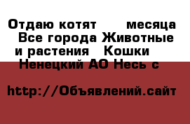 Отдаю котят. 1,5 месяца - Все города Животные и растения » Кошки   . Ненецкий АО,Несь с.